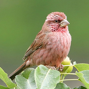 Red-mantled Rosefinch